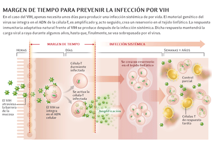 Figura 1. Cómo consigue el VIH establecer en unos días una infección que durará toda la vida
